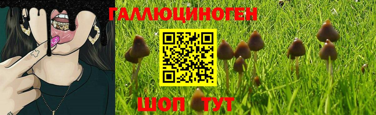 Псилоцибиновые грибы Psilocybine cubensis  Вход с VPN  Ипатово  Галлюциногенные грибы Psilocybe 